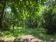 Image of the backyard showcasing lush greenery and mature trees, creating a private oasis at 6385 Sc-162, Hollywood, SC 29449