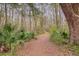 Scenic nature trail winds through a wooded area with lush foliage and a peaceful atmosphere at 1302 Paint Horse Ct, Mount Pleasant, SC 29429