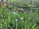 Pond featuring colorful irises in bloom at 150 Riverbend Ln, Ridgeville, SC 29472