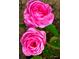 A close-up capturing the vibrant pink roses in full bloom at 1551 Ben Sawyer Blvd # 4D, Mount Pleasant, SC 29464