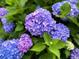 Close up of a cluster of purple hydrangeas, providing a vivid accent to the landscape at 1551 Ben Sawyer Blvd # 4D, Mount Pleasant, SC 29464