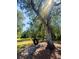 Backyard view with tree swing for Gathering fun in a wooded area at 153 Willow Brook Way, Cordesville, SC 29434
