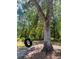 Backyard view with tree swing for Gathering fun at 153 Willow Brook Way, Cordesville, SC 29434