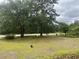 Expansive front yard featuring lush lawn and mature trees with a view of the road at 379 Chestnut Rd, Walterboro, SC 29488