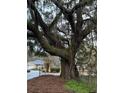 Large oak tree with Spanish moss in the front yard at 488 Society Rd, McClellanville, SC 29458