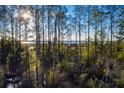 Scenic marsh view through a dense forest, with sunlight creating a beautiful natural backdrop at 1742 Cultivation Ln # 531, Mount Pleasant, SC 29466