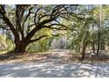 Secluded driveway lined with mature trees and foliage for a private entrance at 8255 Chisolm Plantation Rd, Edisto Island, SC 29438