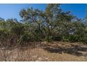 Expansive backyard with a lush canopy of mature trees providing ample shade and privacy at 2710 Laroche St, Edisto Beach, SC 29438