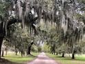 Scenic view of a long dirt road, lined with majestic trees adorned with Spanish moss creating a dramatic entryway at 7753 Blue House Ln, Edisto Island, SC 29438