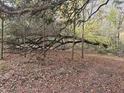 Wooded area with a fallen tree showing the natural beauty of the surrounding trees and forest floor covered in leaves at 3695 Cannon Rd, Round O, SC 29474