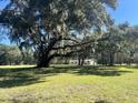 Spacious lawn with scattered mature trees, leading up to a charming single story home at 5355 Old Military Rd, Adams Run, SC 29426