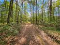 Scenic view of a long private driveway surrounded by a lush forest with mature trees at 217 Brick Rd, Walterboro, SC 29488
