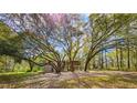 Beautiful home exterior surrounded by mature trees with sprawling branches and green foliage at 217 Brick Rd, Walterboro, SC 29488