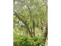 A lush, green canopy of trees with hanging moss creates a serene and peaceful outdoor setting at 4262 Mariners Watch, Kiawah Island, SC 29455