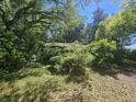 Overgrown backyard featuring lush greenery, trees, and a glimpse of the home's weathered roof at 4165 Dorchester Rd, North Charleston, SC 29405