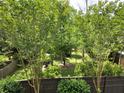 Secluded backyard featuring mature trees, lush greenery and private fencing at 133 Wando Reach Rd, Wando, SC 29492