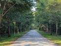 Tree-lined driveway creating a private and scenic entrance to the property at 1044 Towhee Ln, McClellanville, SC 29458