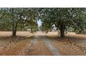 Long driveway with mature trees provides access to the home at 4689 Causey Pond Rd, Awendaw, SC 29429