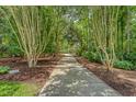 Concrete path leading to the home lined with crape myrtle trees at 3331 Cottonfield Dr, Mount Pleasant, SC 29466