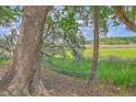 Backyard hammock hung between two mature trees with a view of lush green marsh at 2340 Ashley River Rd, Charleston, SC 29414
