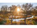 Scenic marsh view at sunrise with trees framing the golden light over the wetlands at 810 Curved Creek Ct, James Island, SC 29412