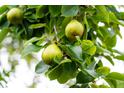 Close-up of lush fruit tree branches bearing ripe fruit at 1121 Armstrong Ave, Charleston, SC 29407