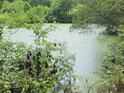 Scenic view of a tranquil pond surrounded by lush greenery at 126 Rattlensnake Trl, Walterboro, SC 29488