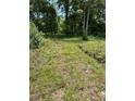 An overgrown and uneven yard space surrounded by dense trees and foliage at 305 E 1St N St, Summerville, SC 29483