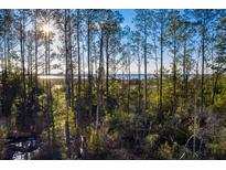 Breathtaking marsh view through a beautiful landscape of mature trees at 1690 Cultivation Ln # 543, Mount Pleasant, SC 29466