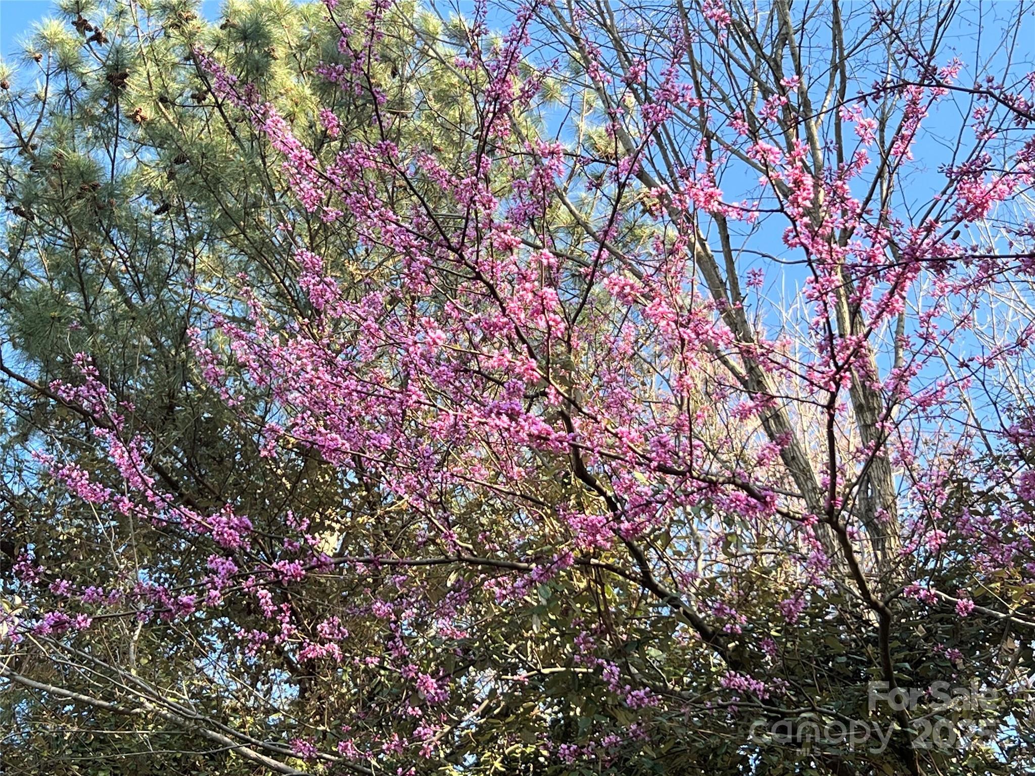 Photo #45
