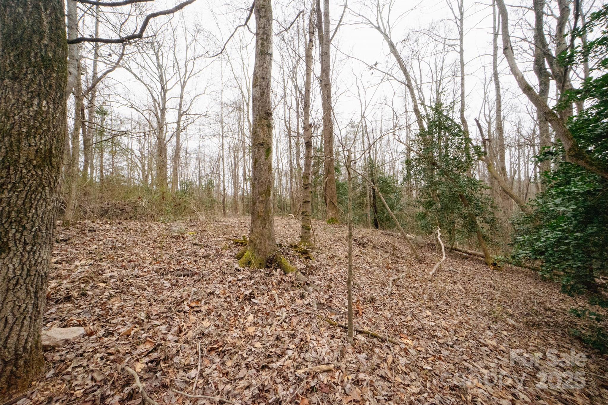 Photo #15