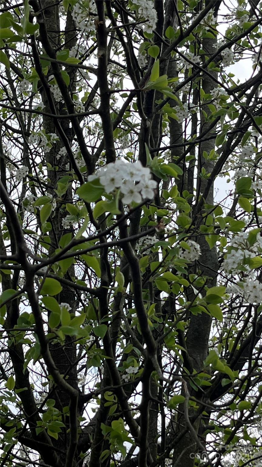 Photo #37