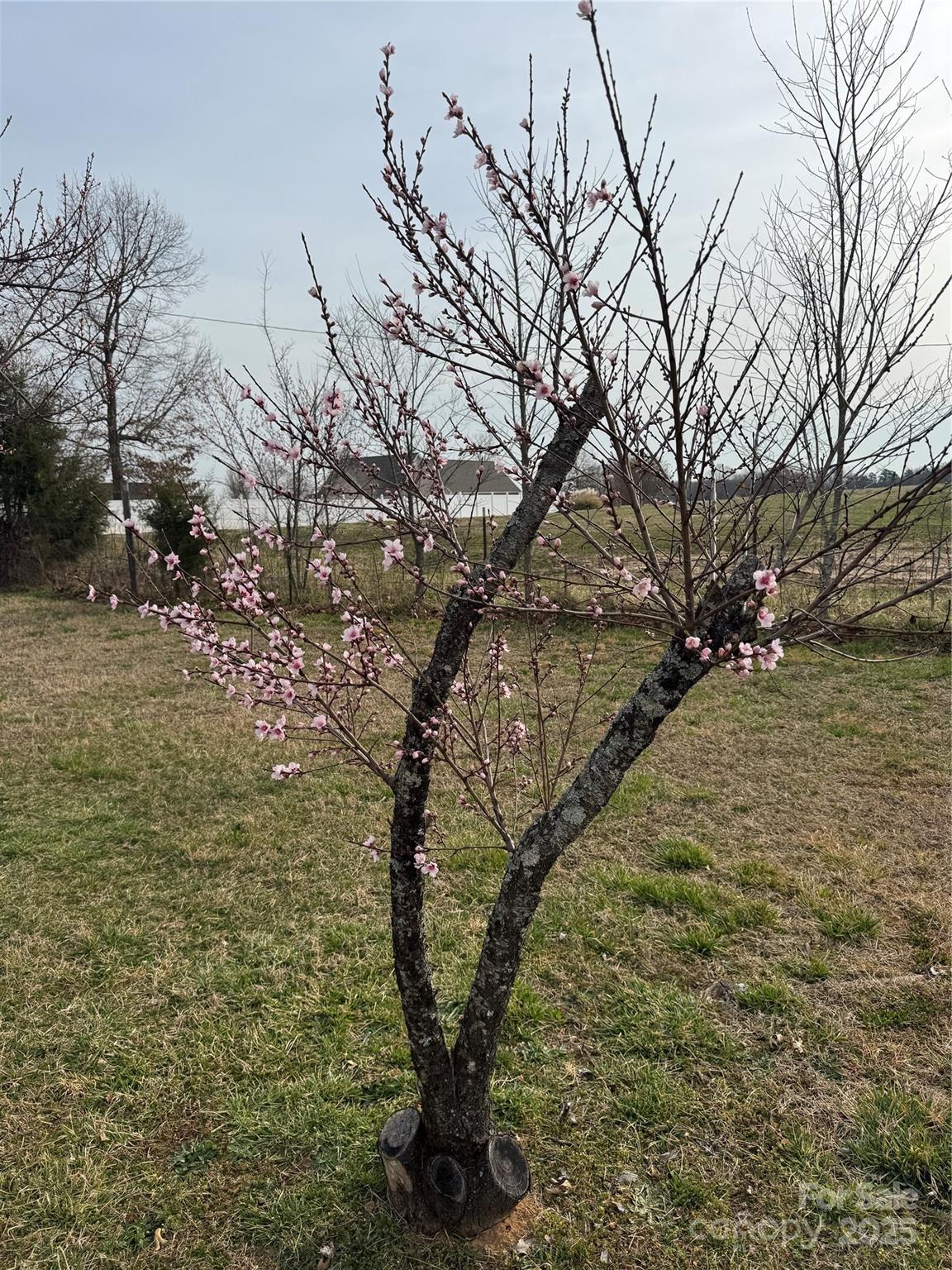 Photo #13