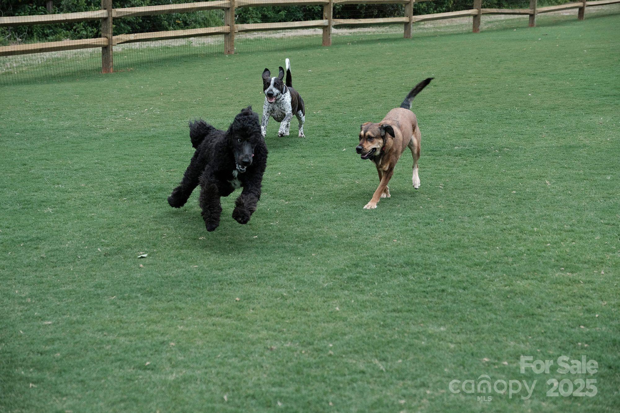 Photo #39