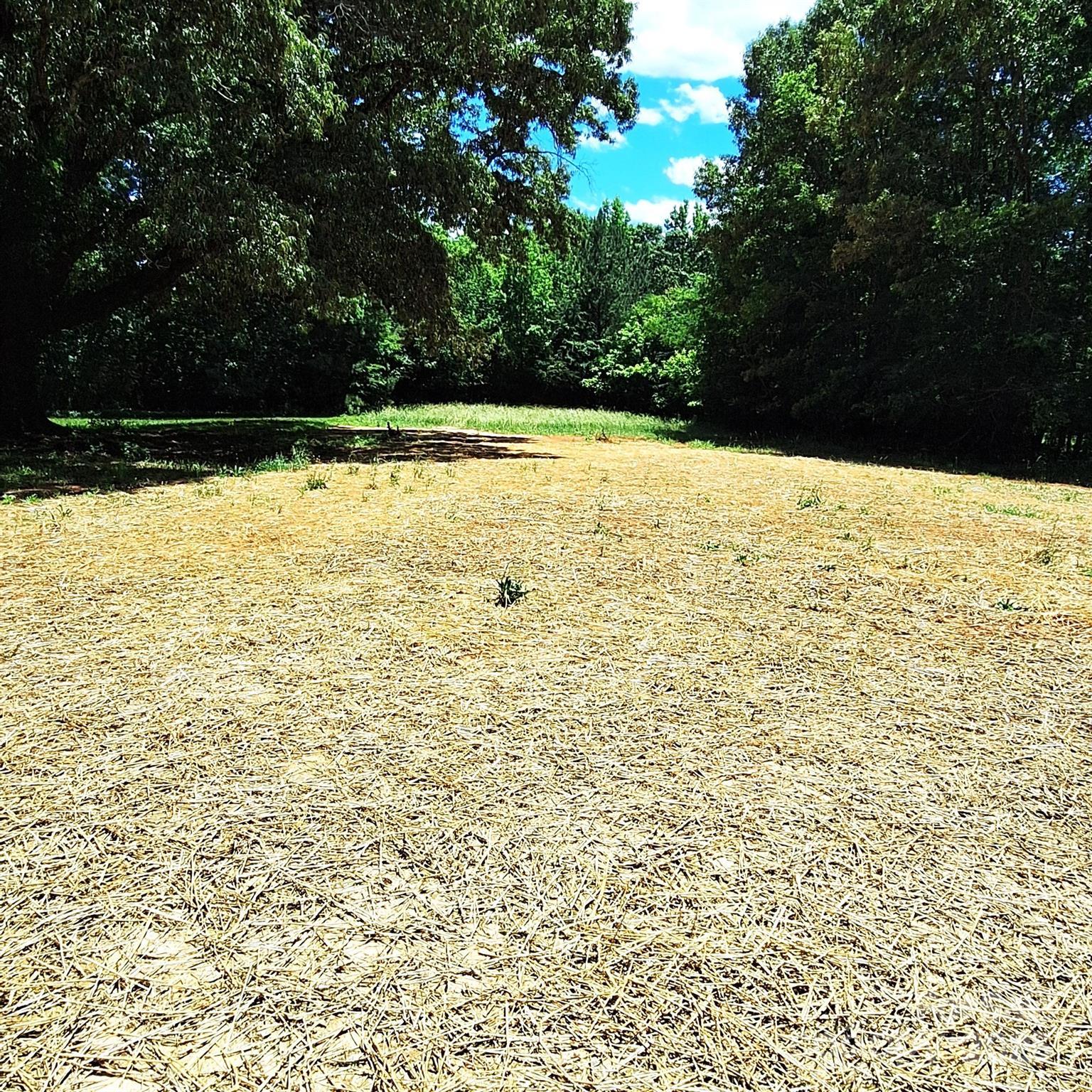 Photo #11