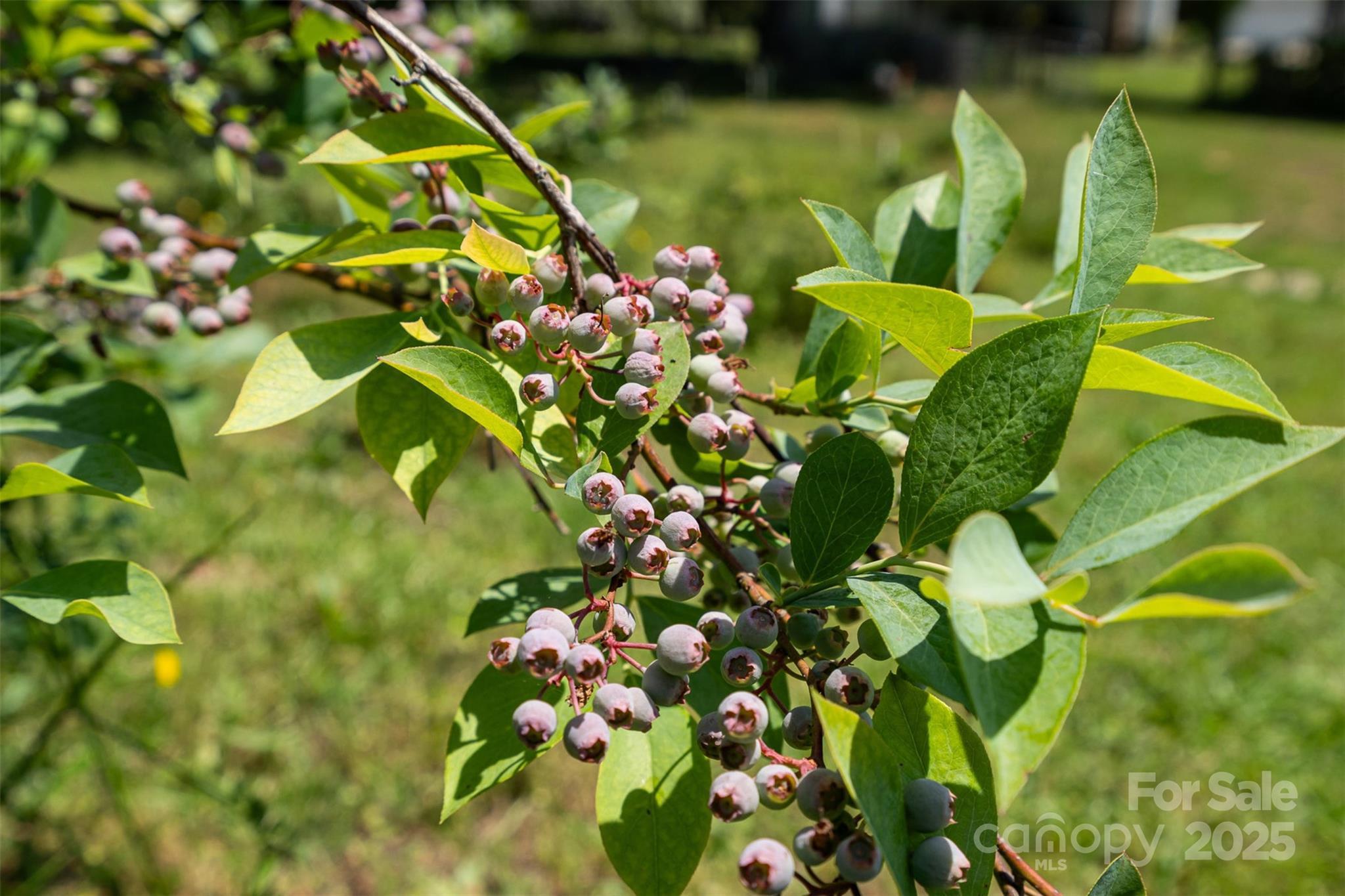 Photo #33