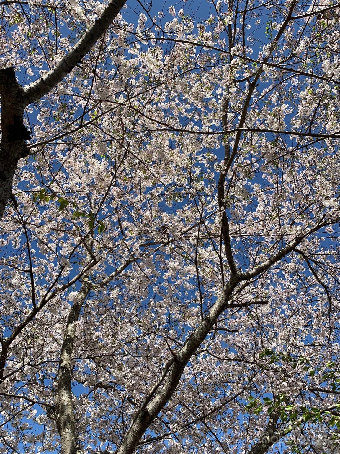 Photo #43