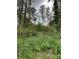 Wooded lot with lush vegetation and mature trees at 7741 Marlette Ln, Sherrills Ford, NC 28673