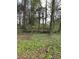 Wooded lot with lush vegetation and mature trees at 7741 Marlette Ln, Sherrills Ford, NC 28673
