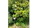 Landscaped yard with large magnolia bush in bloom at 1506 Dallas Cherryville Hwy, Dallas, NC 28034