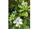 Close up of a magnolia tree with white blossoms at 1506 Dallas Cherryville Hwy, Dallas, NC 28034