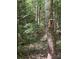 Scenic backyard view featuring a birdhouse mounted on a tree in a lush wooded area at 460 27Th Avenue Nw Cir, Hickory, NC 28601