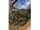 Lovely landscaped yard with blooming camellias and mature trees at 949 Grace Ave, Lancaster, SC 29720