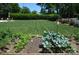 Outdoor garden plot with rows of various vegetables and a large grass lawn at 1300 Reece Rd # 302, Charlotte, NC 28209