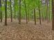 Wooded area with tall trees and a carpet of leaves at 13824 Claysparrow Rd, Charlotte, NC 28278