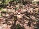View of the red fire hydrant on the property surrounded by leaves and small plants at 1216 Stallion Ln, Lancaster, SC 29720
