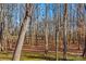 Wooded area with tall, leafless trees and a mossy ground cover at 797 Chief Thomas Rd, Harmony, NC 28634