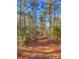 Paved path through a lush pine forest at 1386 Old Pinckney Rd, York, SC 29745