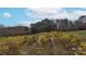 Vineyard with rows of grapevines on the property at 100 Steffey Ln, Taylorsville, NC 28681