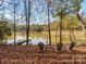 Lake view featuring three chairs set on a leaf-covered bank overlooking the water, with trees and docks visible at 294 Carroll Cv, Clover, SC 29710